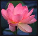 Фотография Ивановой-Гладышевой Ирины