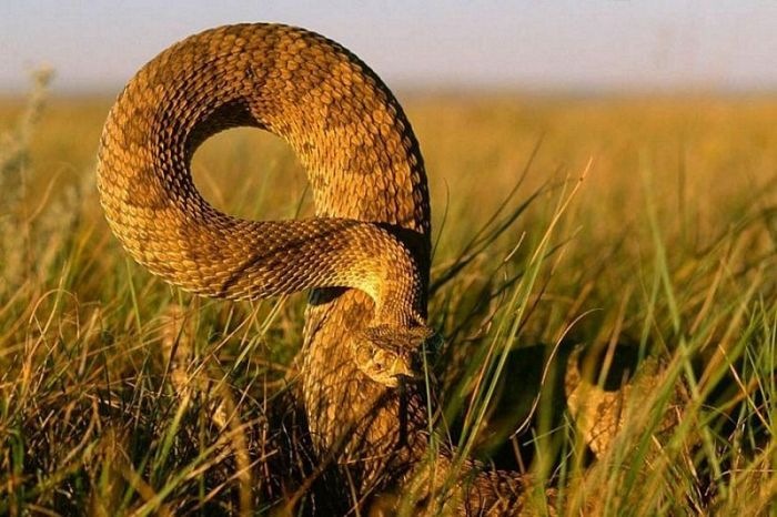 Фарид Гайсин фотография #19