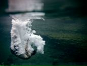 Фотография Кибальчича Павла