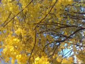 Вікусічка Січкоріз фотография #8 (источник - https://vk.com/id82463977)