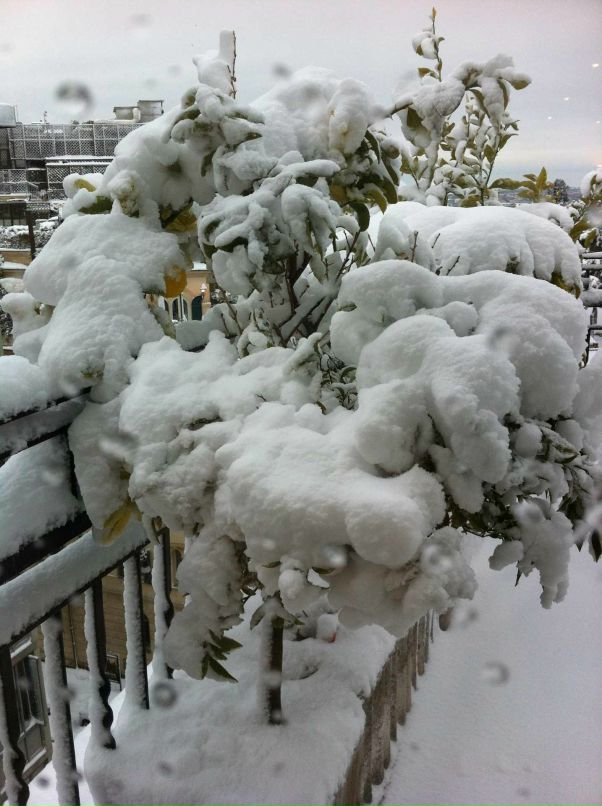 Julia Tsesis фотография #30