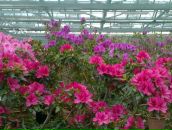 Світлана Савіцька фотография #40 (источник - https://vk.com/id91957355)