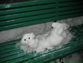 Фотография Гриценко Дениса