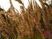 Фотография Ланы Свет