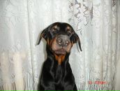 Фотография Бондаренко Владимира