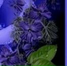 Наталі Котелянець фотография #15 (источник - https://vk.com/id77193697)