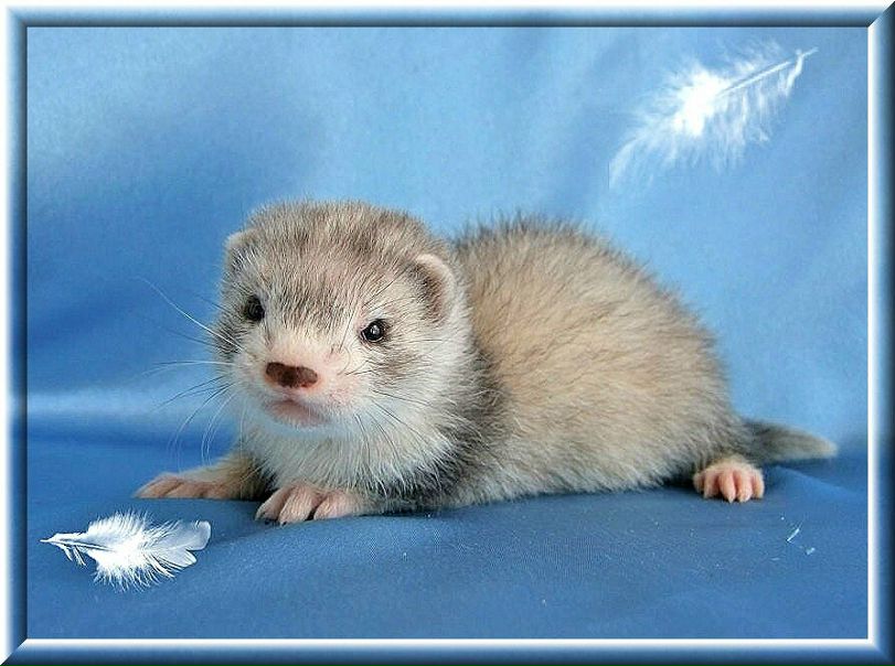 №16, Nadezhda Favourite Ferret, Красноярск №16, Nadezhda Favourite Ferret, Красноярск