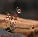 Фотография Манаевой Анны