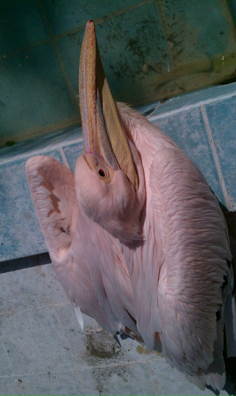 Руст Ам фотография #40