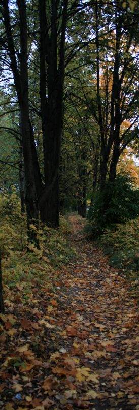 Денис Сумин фотография #37