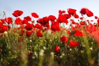 Фотография Осадчей Анны