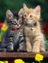 Golden_ Baby фотография #20 (источник - https://vk.com/id123412058)