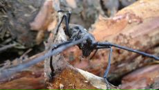 Фотография Пяхна Александра