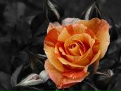 Фотография Арслановой Мавлюды