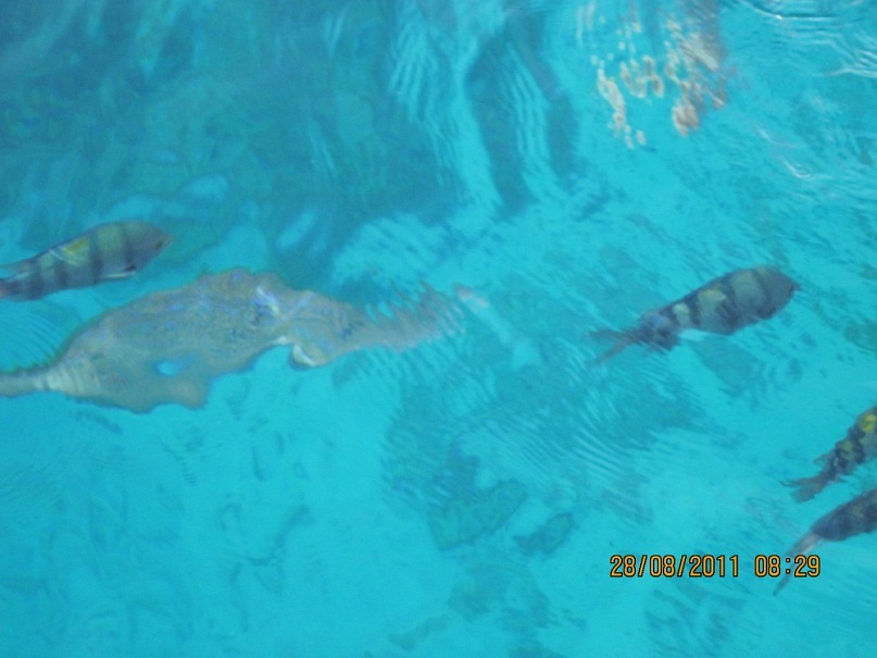 Поля Литвинова фотография #37