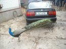 Наталія Дозорець фотография #4 (источник - https://vk.com/id34625981)