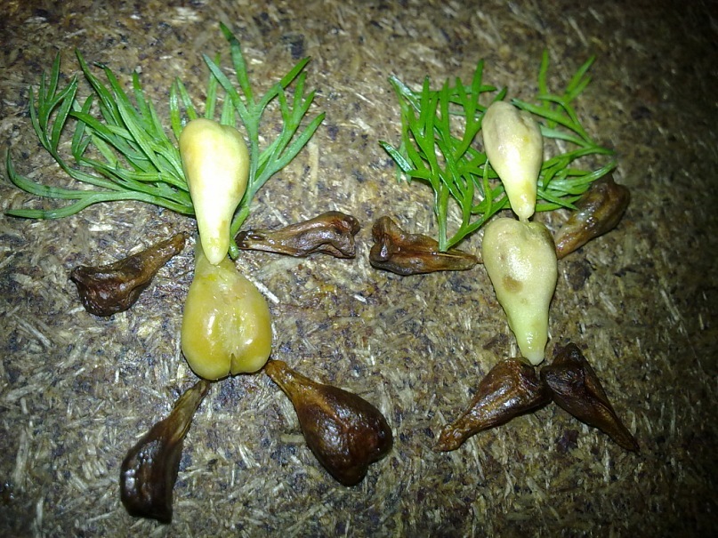 Александр Суворов фотография #12