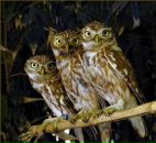 Фотография Колесниковой Дарьи