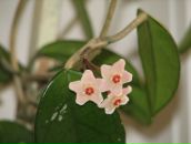 Фотография Калининой Анастасии