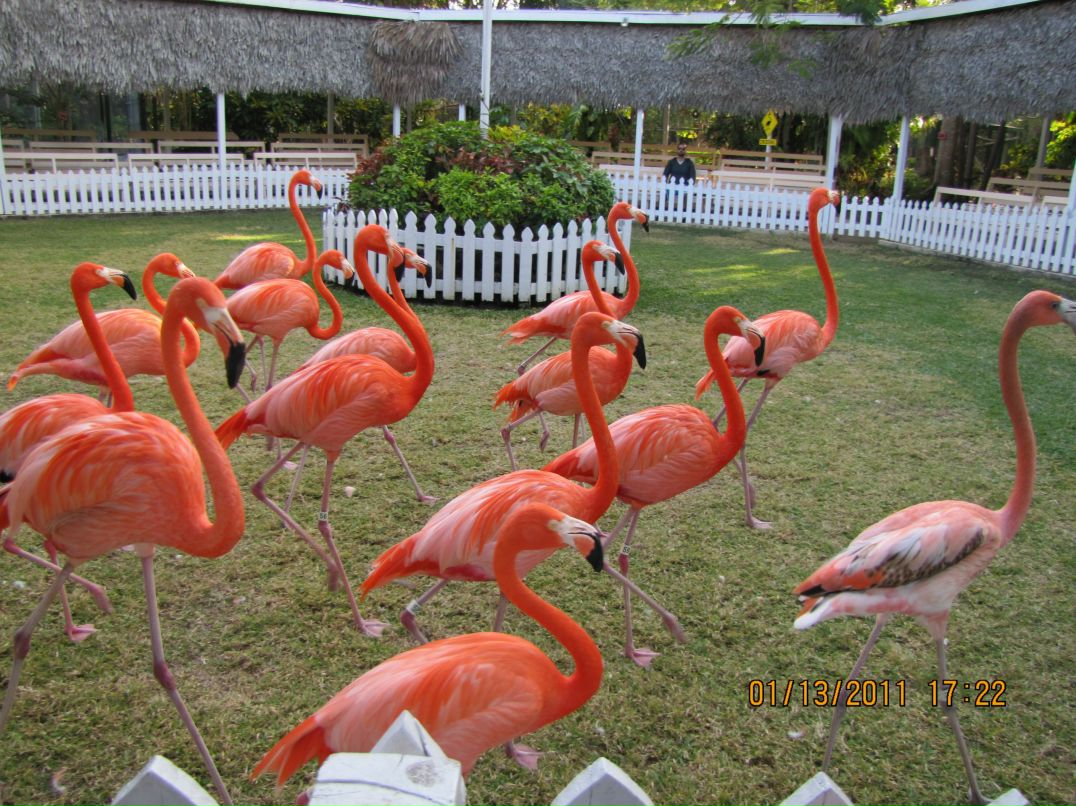 Imagination Mmm фотография #8