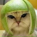 Зеновій Шкільний фотография #12 (источник - https://vk.com/id12810013)