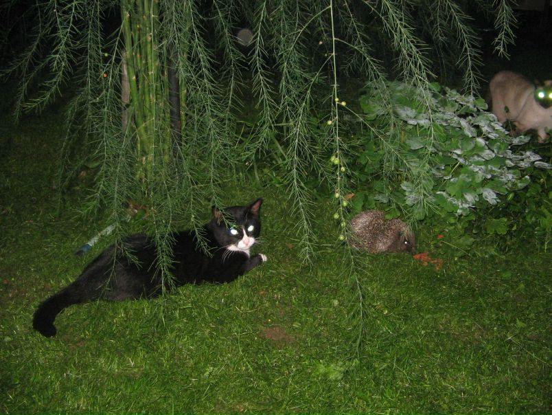 Lenik Ru фото №6