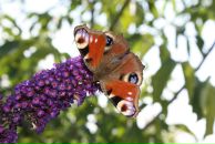 Тетяна Олексієнко фотография #36 (источник - https://vk.com/id16552331)