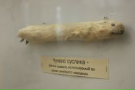 Фотография Корастелева Алексея