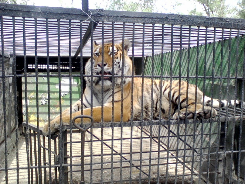 Айлан Тулуш фотография #14