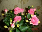 Фотография Задесенец Юлии