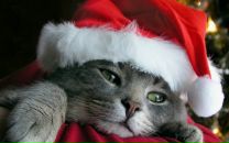 Фотография Благочинновой Евгении