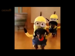 Приколы декабрь 2016 №263