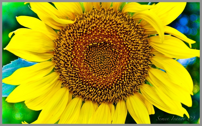 Семен Ив фотография #14