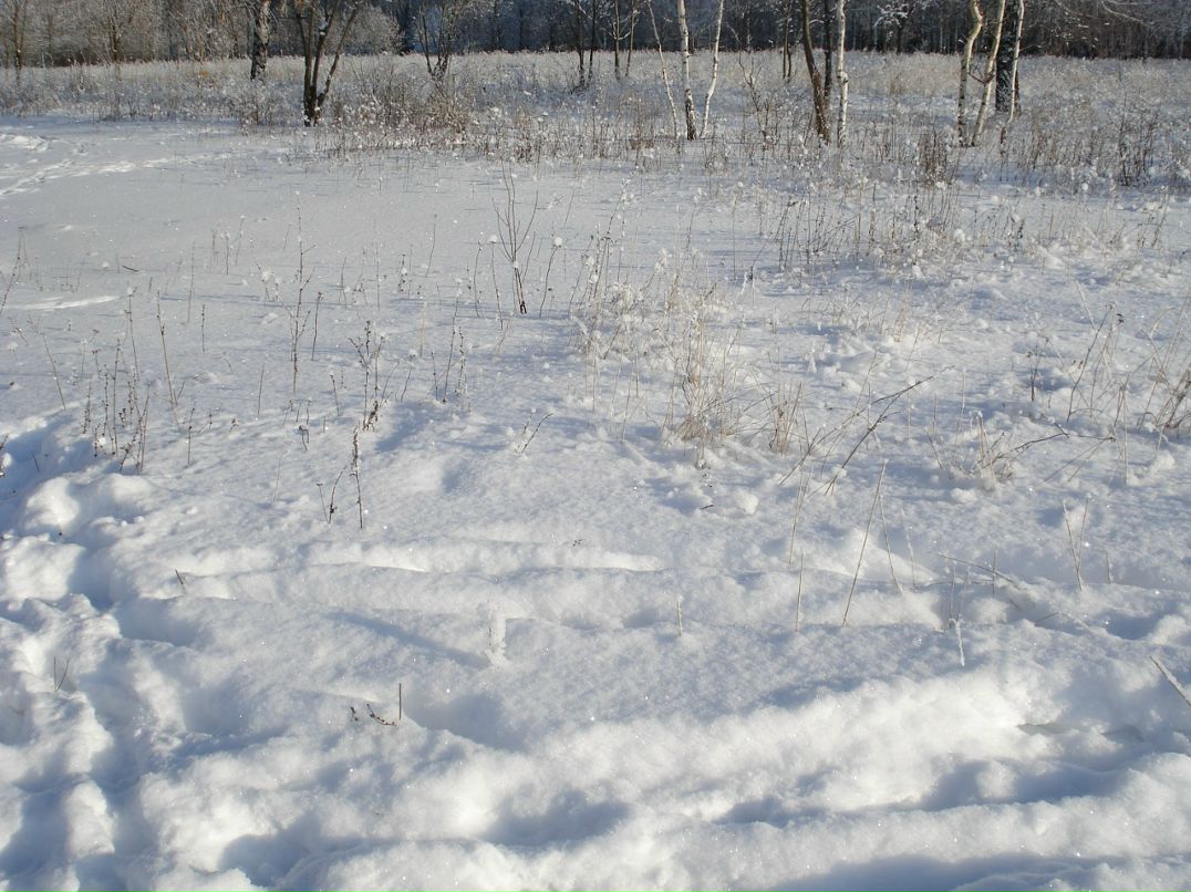 Дмитрий Лаёв фотография #36