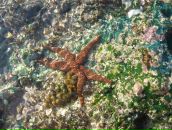 Фотография Баттулиной Надежды