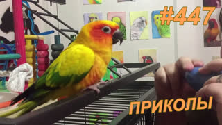 Приколы июнь 2019 №447