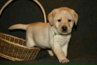 Фотография Смолиной Евгении