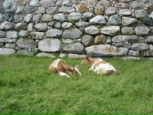 Анна Журавлёва фотография #28 (источник - https://vk.com/id461369)