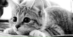 Фотография Lukovkin Sergei