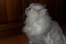 Кот Салтыков фотография #36 (источник - https://vk.com/id82408447)