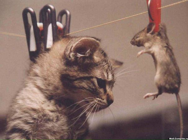 Asd Asd фото №1