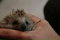 Фотография Лозицкая Дарья