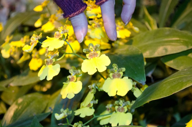 Вера Неверт фотография #19