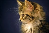 Фотография Горшковой Елены