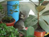 Фотография Романыча Романа