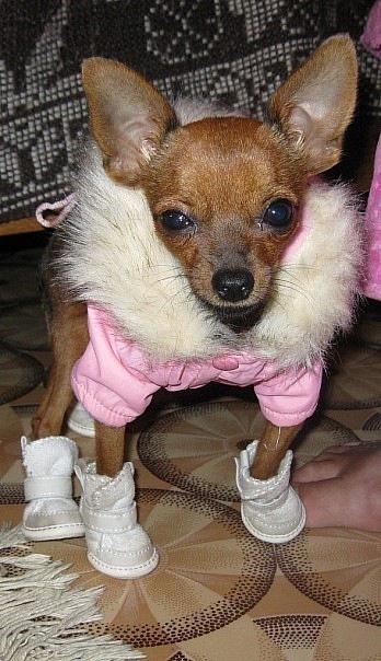 №17, Диана Шелест №17, Диана Шелест