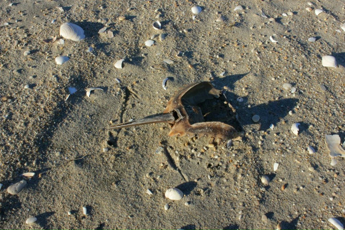 Глеб Петров фотография #18