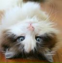 Іванка Вальчук фотография #37 (источник - https://vk.com/id219896230)